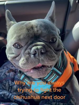 A post by @stitchthefrenchie on TikTok caption: Mind ya Bizness ##ForYouPizza #stitch #fyp #foryourpage #dogsofttiktok