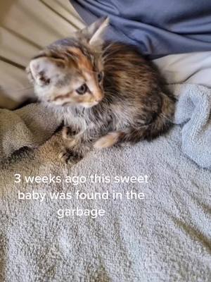 A post by @josieehlenfeldt20 on TikTok caption: My little garbage kitten💜 #TreatiestCupContest #kitten #rescue #sunshine