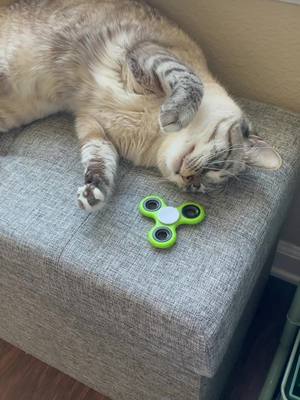 A post by @luna.and.toulouse on TikTok caption: Are fidget spinners still cool? #TreatiestCupContest #ForYouPizza #fyp #cat #cats #fidgettoys