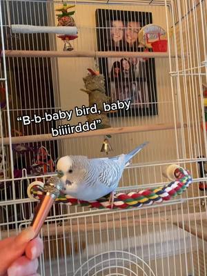 A post by @bubblesonthemic on TikTok caption: It’s da remix 😂 Bubbles is learning more DJ sounds from listening to @_balistix_ !! #budgie #parakeet #birdtok #birds #ForYouPizza #fyp #parrot