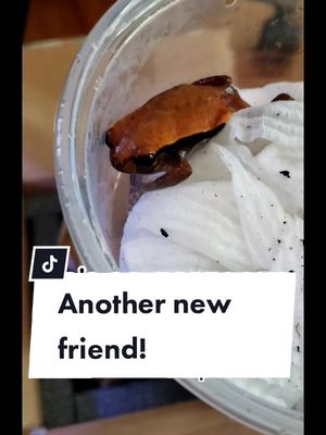 A post by @zoo_of_tomorrow on TikTok caption: #unboxing #frog #frogsoftiktok #pet #PetsOfTikTok #tomatofrog