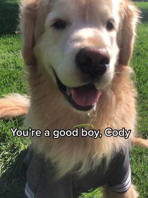 A post by @officialcody_da_dog on TikTok caption: 🥰🥺 #fyp #goldenretriever #cute #wholesome #dog