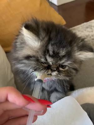 A post by @mrsspearr on TikTok caption: #persiancat