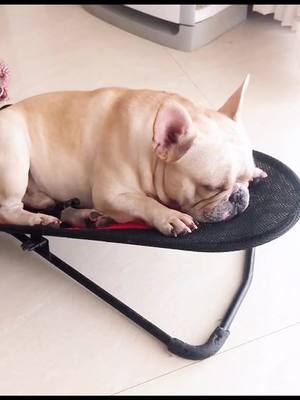 A post by @snoringcookie on TikTok caption: 2 seconds slower than last time😂💤💤#frenchbulldog #snoringdog #sleepquality #snoringcookie #frenchiesoftiktok