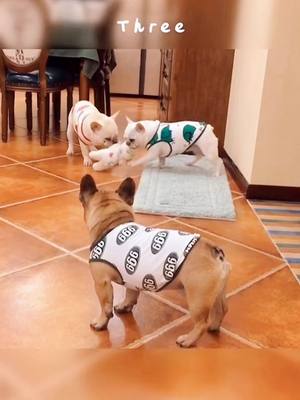 A post by @snoringcookie on TikTok caption: Who's the boss😏#frenchbulldog #lovedogs #grabtoy