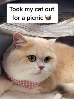 A post by @peach_jo on TikTok caption: #catsoftiktok #cutecat #fyp #catlover #catpicnic