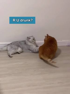 A post by @funnyanimalsgo on TikTok caption: r u drink? 😅#pet #cats #cutepet #animal #cutepet #funny #happycat