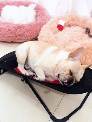 A post by @snoringcookie on TikTok caption: 5s？？？😂😂😂#frenchbulldog #lovedog #sleepquality #snoringdog #snoringcookie #frenchiesoftiktok