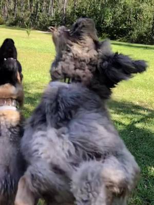 A post by @bingley_janie on TikTok caption: I always feel like somebody’s watching me #TargetHalloween #myfinALLYmoment #dog #germanshepherd #shepadoodle #mutt