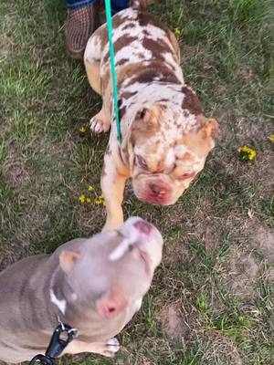 A post by @stankaanbuddha on TikTok caption: Etx little dog show🔥🔥🔥🐶 #fyp #fypシ #dax #muscletone #americanbullyxl #microbulliez #merle #franchise #lilac #tribullies