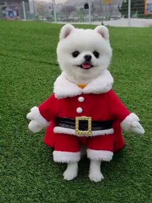 A post by @cutedog868 on TikTok caption: 🥺🥺#fyp #foryou #meme ##funny #cute #cutedog #tikdog #dogsoftiktok #funnyvideos #fypsounds #Teddy #teddybang #teddybear #doglover #puppy #pet