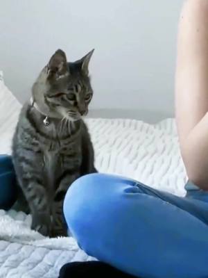 A post by @ninachristine15 on TikTok caption: #pet #kitty #funny #kitten #meow #fyyy