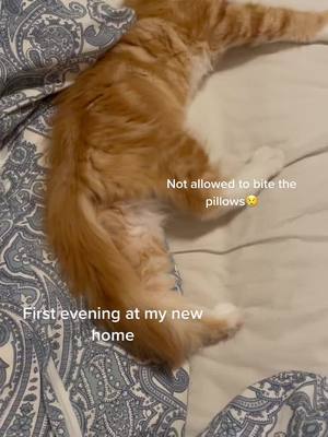 A post by @travis_the_cat on TikTok