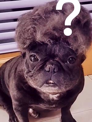 A post by @snoringcookie on TikTok caption: ?#frenchbulldog #lovedogs #shaving #linkinbio