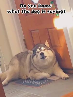 A post by @petshare3 on TikTok caption: Do you know what the dog is saying#dog #doglife #doglover