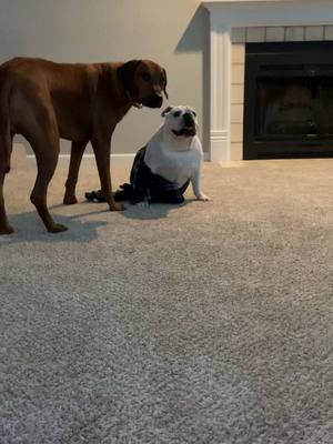 A post by @raptorface15 on TikTok caption: Oh the joys of an English bulldog….#puppy #englishbulldog #doggo