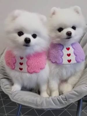 A post by @cutedog868 on TikTok caption: Cute?🥺#fyp #meme #foryou #cute #funny #cutedog #funnyvideos #fypsounds #dogsoftiktok #Teddy #teddybang #teddybear #doglover #tikdog #animals #puppy