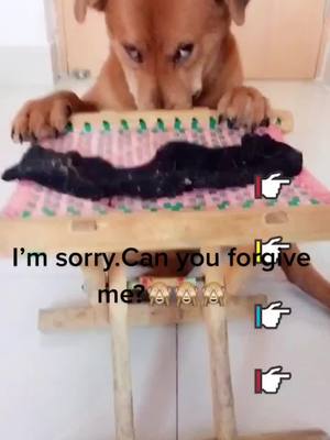 A post by @xx102_pet on TikTok caption: I’m sorry.Can you forgive me?🙈#pet #dogsofttiktok #dog #fyp