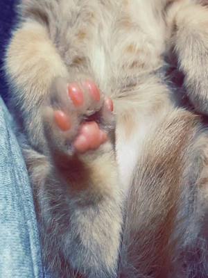 A post by @cjslice on TikTok caption: Toe beans ❤️ #ThePotatoGang #fosterkittens #kittens #cats #fyp #Spud #toebeans