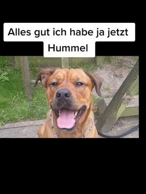 A post by @hummelpfoten on TikTok caption: Vermisse sie soo .#viral #hummel #fouryou #fypシ #teamhummel #fouryoupage