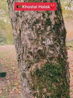 A post by @zayedalmas on TikTok caption: Autumn ❤️ Allahuakbar❤️.     #afghanboy #fyp #viral #pashton #kickboxing #MMA  #پشتون_تاجیک_هزاره_ازبک_زنده_باد🇦🇫 @ramazanmangal1