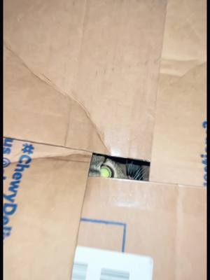 A post by @makiandlevi on TikTok caption: Maki was just vibing in her box but Levi had other plans #catsoftiktok @Chewy