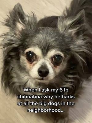 A post by @goblinsneststudios on TikTok caption: Napoleon complex 🥴 #smalldogproblems #chihuahua #doggo #dogsofttiktok #fyp #PradaBucketChallenge #fightme