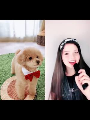 A post by @cutedog868 on TikTok caption: 🤭#fyp #meme #foryou #funny #funnyvideos #cute #fypsounds #cutedog #dogsoftiktok #Teddy #teddybear #teddybang #doglover #tikdog #puppy