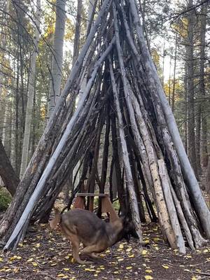 A post by @see.seeker on TikTok caption: 🏡 🪵 🌲 #newhome #colorado #hikingwithdogs #campingwithdogs #malinois #disableddog