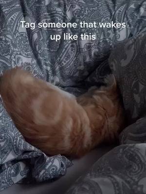 A post by @travis_the_cat on TikTok