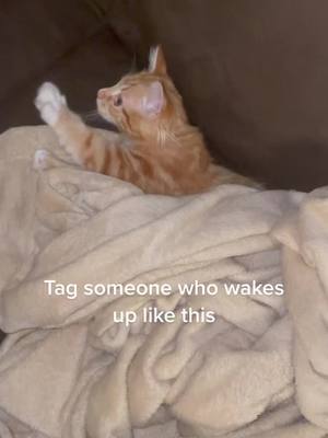 A post by @travis_the_cat on TikTok