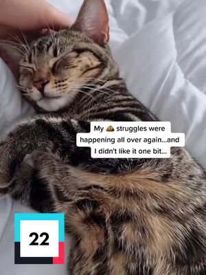 A post by @nothing_toulouse_cat on TikTok caption: Part 22 #4u #fyp #vetsoftiktok #catsoftiktok #surgerytiktok #cat #kitten #kittensoftiktok