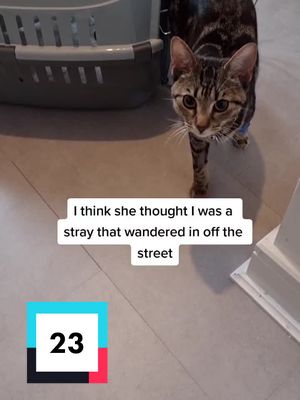 A post by @nothing_toulouse_cat on TikTok caption: Part 23 #4u #fyp #catsoftiktok #kitten #kittensoftiktok #surgerytiktok #vetsoftiktok