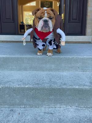 A post by @porkybeans_thebulldog on TikTok caption: 🤠🤘🏼 #bulldog #englishbulldog #dog #dogsofttiktok #fyp #yeehaw