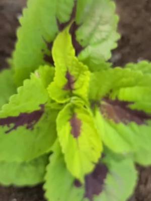 A post by @bettymaepage on TikTok caption: spring to fall.  till next year #plantlover #coleus #outdoorliving