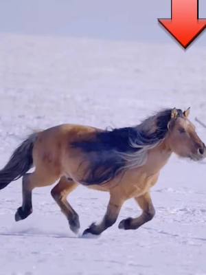 A post by @horseslover666 on TikTok caption: 😍😍#horse #horseslover #foryou #fypシ #PUBGMOBILE #Running