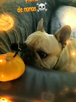 A post by @alexandraheili on TikTok caption: Excellente chasse aux nonos ☠️🎃🕸#trickortreats #bouledoguefrançais #halloween #animals #frenchbulldog