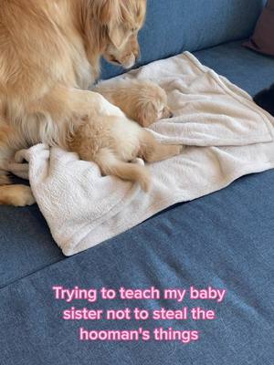 A post by @napathegolden on TikTok caption: Ruh roh, she's in trouble