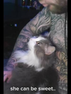 A post by @stevengibson on TikTok caption: GiGi ❤#kitty #cat #ragdollcat #fyp #tattoos #happy #inked #ink