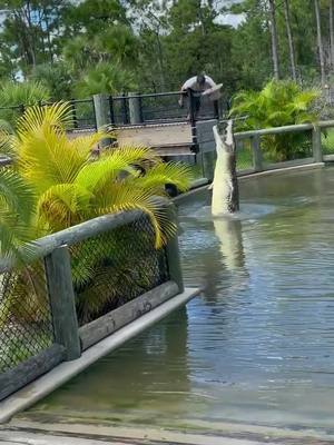 A post by @primitivepredator on TikTok caption: Ragnarok #crocodile #croc #animalsoftiktok #reptilesoftiktok #PetsOfTikTok