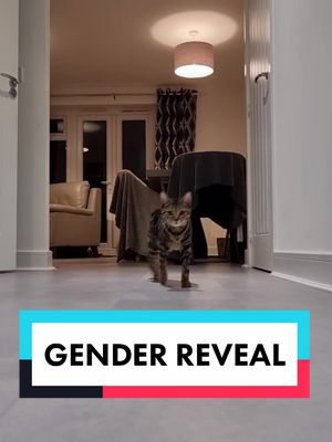 A post by @nothing_toulouse_cat on TikTok caption: Part 25 - GENDER REVEAL #gender #lgtbq🏳️‍🌈 #catsoftiktok #vetsoftiktok #foryou #fyp