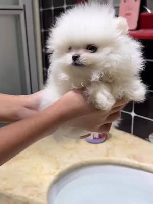 A post by @superlee18 on TikTok caption: #foryou #pets #cute #dogs