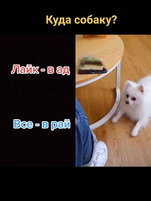 A post by @tik_tok.rassa3 on TikTok caption: #дуэт с @nico_thepomeranian #stepamehkov #тапзачистуюкожу #ГОПОДНИМЕМАКТИВ