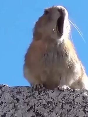 A post by @funnyanimalsgo on TikTok caption: Come on, everybody 👩‍🎤#animal #pika #cute #happy #singing #happyanimal #funny