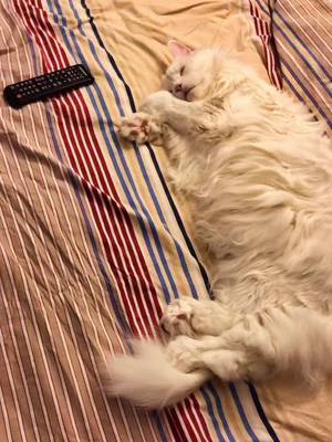 A post by @white_mozart on TikTok caption: #mozart #whitemozart #top #best #cat #rec #recommendations #кот #мейнкун #моцарт #доброеутро #мимими #топ #топчик #рек #врек