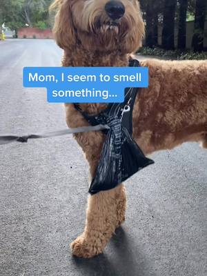 A post by @goldendoodlebenny on TikTok caption: Is Benny a good dog citizen? 😄 #dogcitizen #goldendoodle #gooddog #goodboy #petsontiktok #dogchallenge