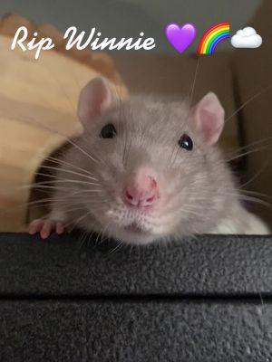 A post by @cutestratsalive on TikTok caption: We will miss you so much Winnie Poo 😞💜