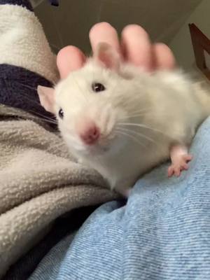 A post by @cutestratsalive on TikTok caption: Snoopy cuddles 🥰 #cute #rat #cuddles #sweet #ratlove #rats #rattok #pet #Love