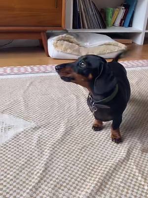 A post by @nelliethesausagepup on TikTok caption: Day 458 of wondering why I didn’t get a lazy Labrador who sleeps all day #dachshundsoftiktok #dachshund