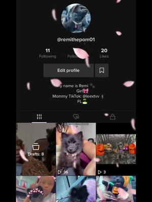 A post by @lpssugarproductions on TikTok caption: Follow my puppy’s TikTok ❤️ tryna get her famous & im more active on this page!! @Remi the pom #fypシ